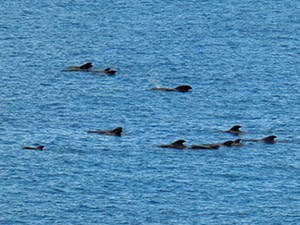 Short-finned Pilot-whale pod - Globicephala macrorhynchus © John Muddeman